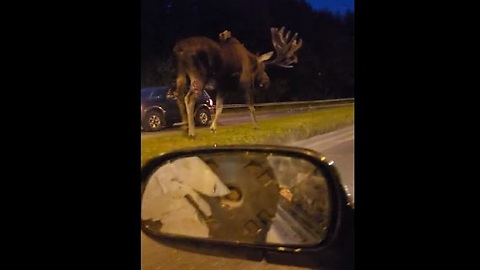 Proud-Looking Moose Walks Down Street