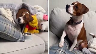 Dog Gets Emotional While Watching 'Marley And Me'