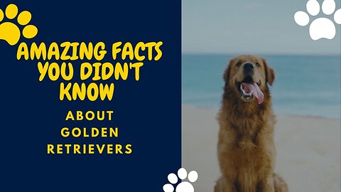Amazing Facts You Didn't Know About Golden Retrievers