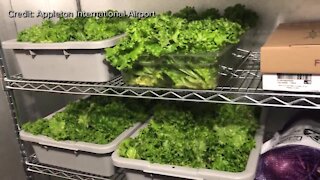 Appleton Airport harvests first batch of lettuce