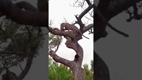 leopard drags prey up tree