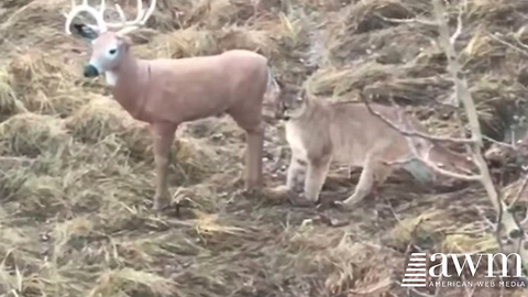 Mountain Lion Catches The Moment Predator Realizes Deer Is Fake, Goes Viral