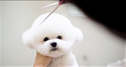 Bichon Frise puppy receives Mickey Mouse haircut