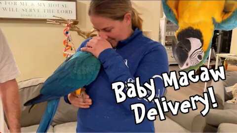 Trained Baby Blue and Gold Macaw Arrives!