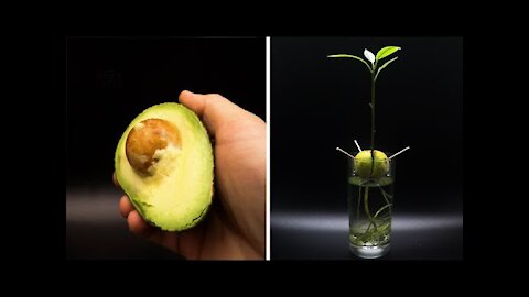 Growing Avocado Tree Time Lapse - 127 Days