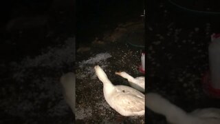 Goose and duck hid under bench during hail storm