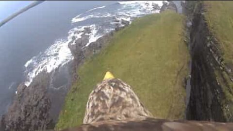 A visão de uma águia sobre as falésias da Escócia