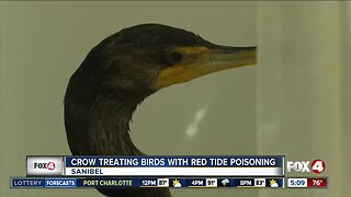 Birds on Sanibel showing symptoms of red tide poisoning