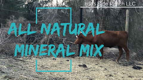 All Natural Mineral Feed For Cows: How We Mix Our Own Minerals