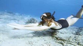 Octopus clings to diver's leg in Hawaii