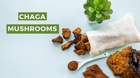 Anti Viral, Anti Cancer, Immune Boosting CHAGA