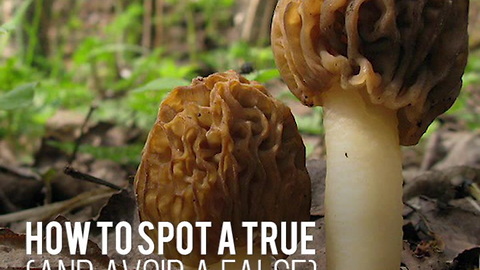How to Spot a Morel Mushroom (and Their Fake Lookalikes)