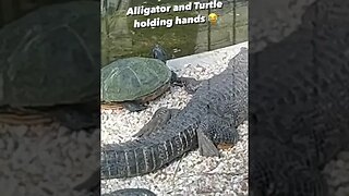 Alligator and Turtle holding hands