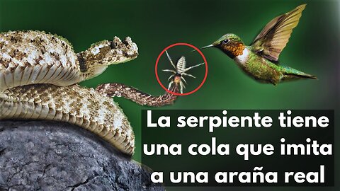 La serpiente tiene una cola que imita a una araña real