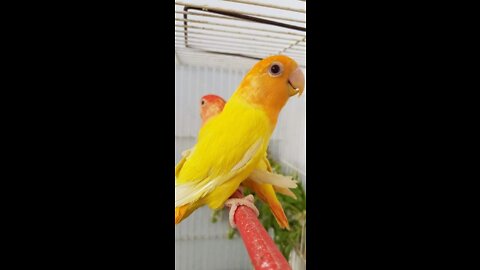 Hand Feeding Love Bird Chicks | Fisher Baby Hand Feed _ Feeding the fisher chick manually _ How do I feed fisher chicks manually