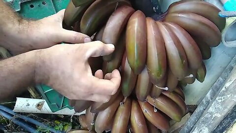 Banana roxa e vermelha de cacho gigante colheita e degustação uma das melhores bananas