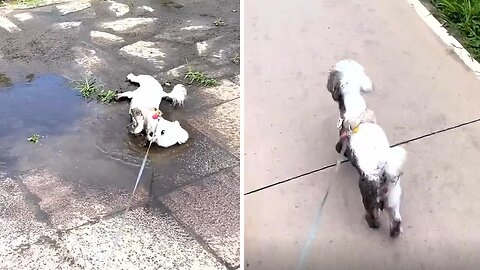 Mischievous Maltese Puppy Gets Totally Covered In Mud