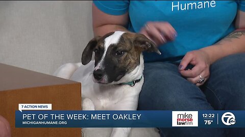 Michigan Humane Pet of the Week: Oakley