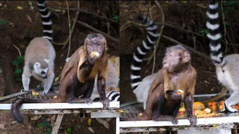 Footage Of The Monkeys Eating Together