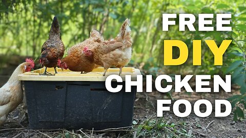 Easiest Black Soldier Fly Bin for FREE Chicken Food