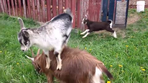 "Goats Having Fun"