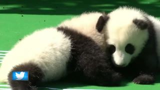 Panda cubs