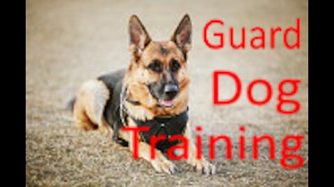 Guard Dog Training Step by Step