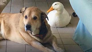Duck And Dog Are New Best Friends