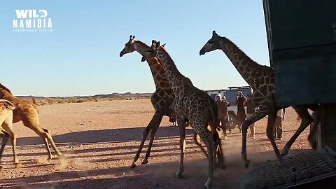 Trailer E04 GIRAFFE CONSERVATION: Watch a thrilling adventure darting and relocating Giraffe !
