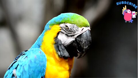 Parrots #452178