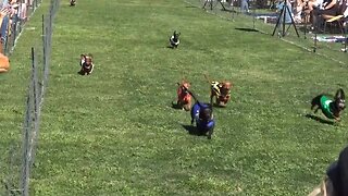 Wiener dog races at Turf Paradise