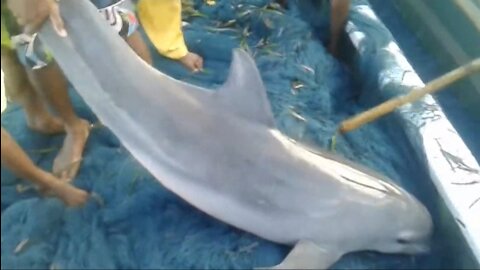 Release of dolphin caught in the net