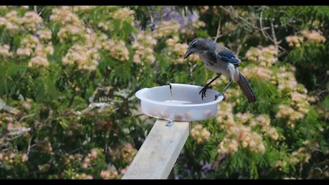 scrub jays male/female pair 4k 85mm 1080p