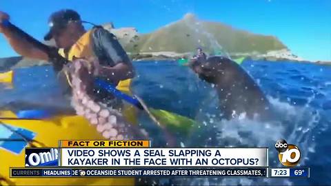 Seal slaps kayaker with octopus?