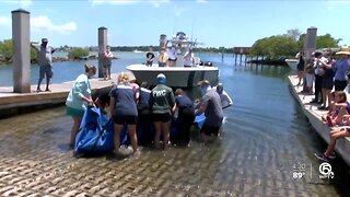 Injured manatee released in Boynton Beach