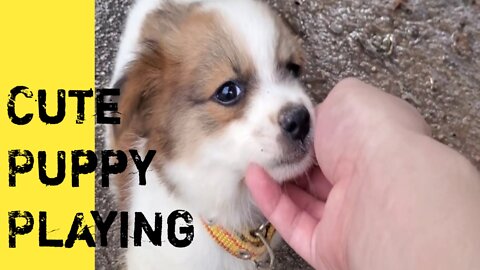 Cute puppy || Sweet Puppy || Puppy playing||