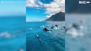 Mais de cem golfinhos surpreendem turistas no Havai