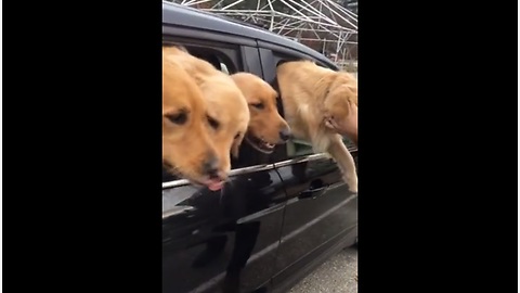 Small car packed with 4 Golden Retrievers