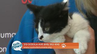 Nashville Humane Association Pet of the Week 6-9-17