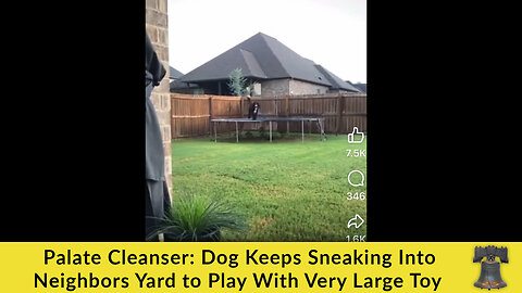 Palate Cleanser: Dog Keeps Sneaking Into Neighbors Yard to Play With Very Large Toy