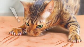 Cat's Funny Behavior to Scratch the Sponge