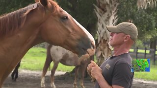 Animal Recovery Mission calling for stiff punishments against alleged horse abuser
