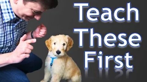 3 Easy Things to Teach your NEW PUPPY🐶