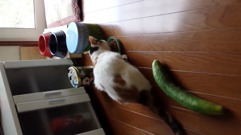 Watch What This Cat Does The Minute She Sees Cucumber On The Floor