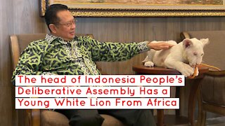 The head of Indonesia People's Deliberative Assembly Has a Young White Lion From Africa