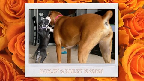 Harley in - Drooling Over Bailey