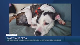 Diamond Darling is up for adoption at the Maryland SPCA
