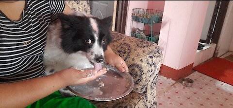 Cute dog crying and fighting for food