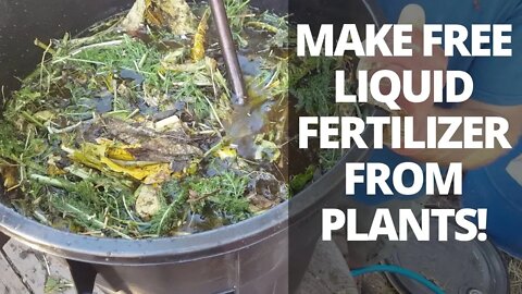 How to Make POWERFUL Liquid Plant FERTILIZER (Comfrey Tea)