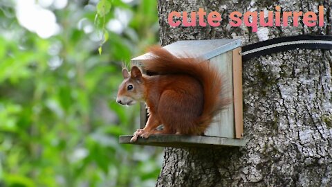Cute and Funny squirrels
